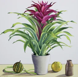 Stillleben mit Bromelie